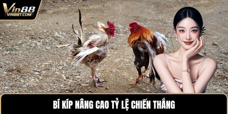 Đá Gà Thomo – Biểu Tượng Kịch Tính Trong Thế Giới Gà Chọi 3 Bí kíp nâng cao tỷ lệ chiến thắng