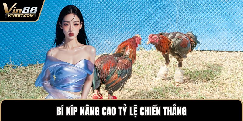 Đá Gà Cựa Dao – Đỉnh Cao Kịch Tính Trong Thế Giới Gà Chọi 3 Bí kíp nâng cao tỷ lệ chiến thắng