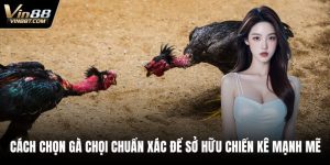 Cách Chọn Gà Chọi Chuẩn Xác Để Sở Hữu Chiến Kê Mạnh Mẽ 2 Cách chọn gà chọi