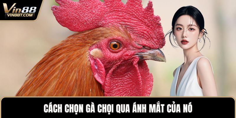 Cách chọn gà chọi qua ánh mắt của nó
