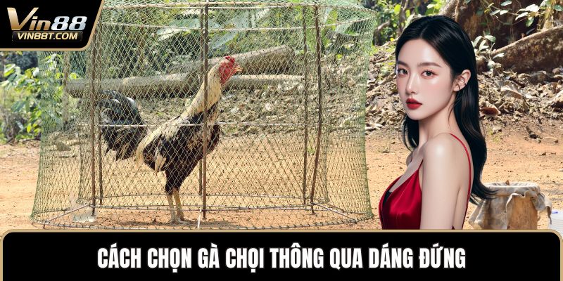 Cách chọn gà chọi thông qua dáng đứng