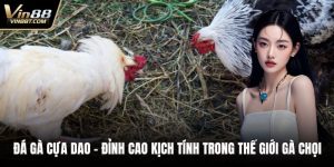 Đá Gà Cựa Dao – Đỉnh Cao Kịch Tính Trong Thế Giới Gà Chọi 5 Đá gà cựa dao