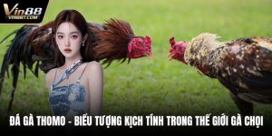 Đá Gà Thomo – Biểu Tượng Kịch Tính Trong Thế Giới Gà Chọi 3 Đá gà Thomo