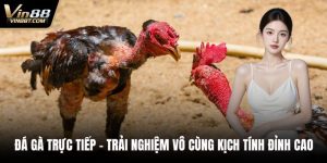 Đá Gà Trực Tiếp – Trải Nghiệm Vô Cùng Kịch Tính Đỉnh Cao 1 Đá gà trực tiếp