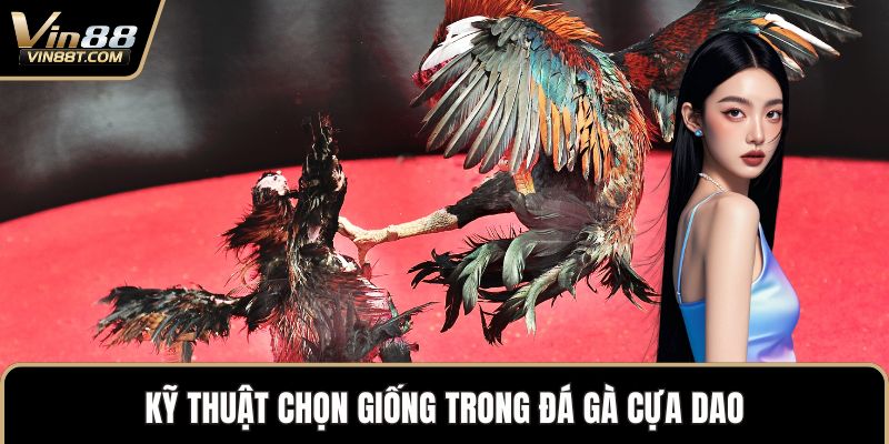 Đá Gà Cựa Dao – Đỉnh Cao Kịch Tính Trong Thế Giới Gà Chọi 2 Kỹ thuật chọn giống trong đá gà cựa dao
