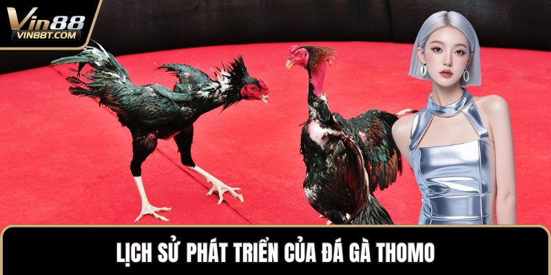 Đá Gà Thomo – Biểu Tượng Kịch Tính Trong Thế Giới Gà Chọi 1 Lịch sử phát triển của đá gà Thomo