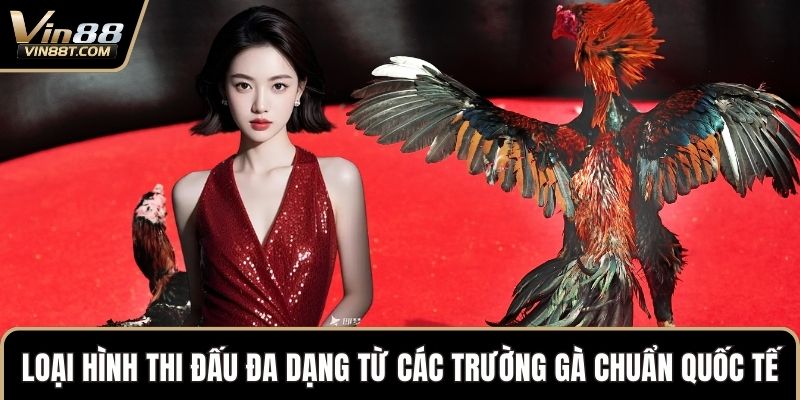 Loại hình thi đấu đa dạng từ các trường gà chuẩn quốc tế