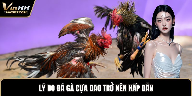 Đá Gà Cựa Dao – Đỉnh Cao Kịch Tính Trong Thế Giới Gà Chọi 1 Lý do đá gà cựa dao trở nên hấp dẫn