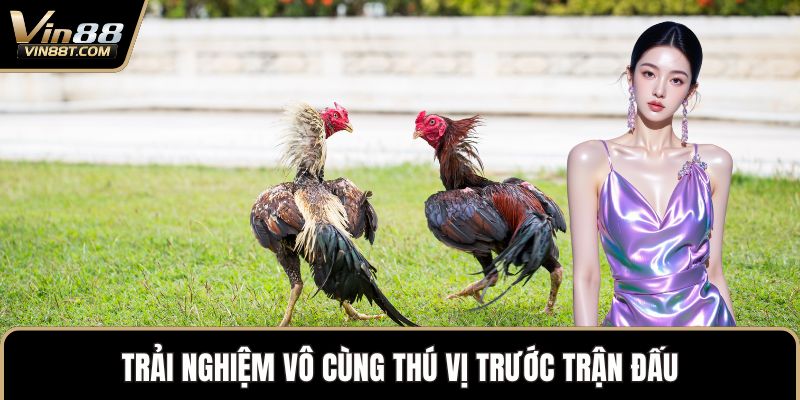 Đá Gà Cựa Sắt – Sự Kết Hợp Mang Đến Nét Mới Độc Đáo 3 Trải nghiệm vô cùng thú vị trước trận đấu