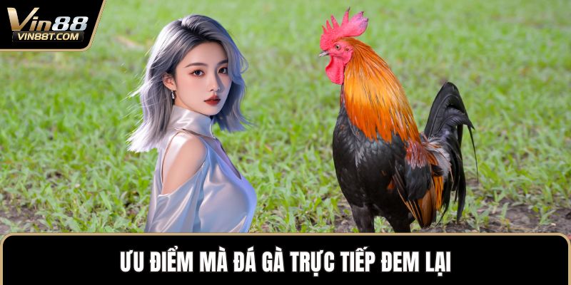 Đá Gà Trực Tiếp – Trải Nghiệm Vô Cùng Kịch Tính Đỉnh Cao 2 Ưu điểm mà đá gà trực tiếp đem lại